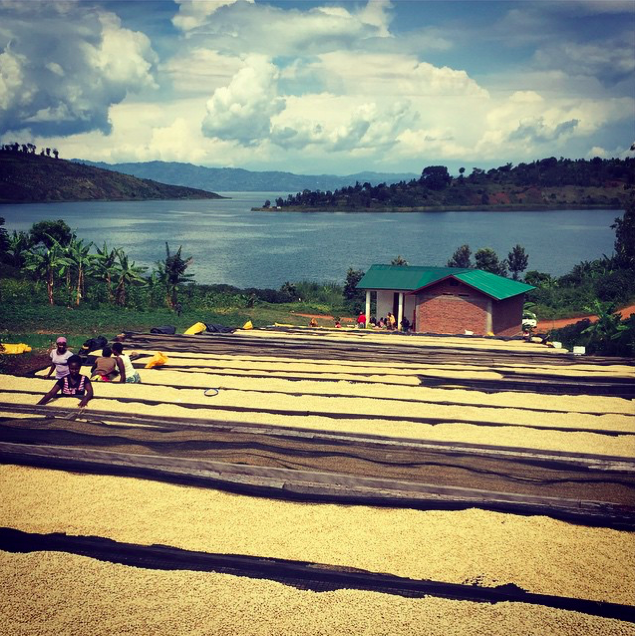 South-Kivu-Coffee
